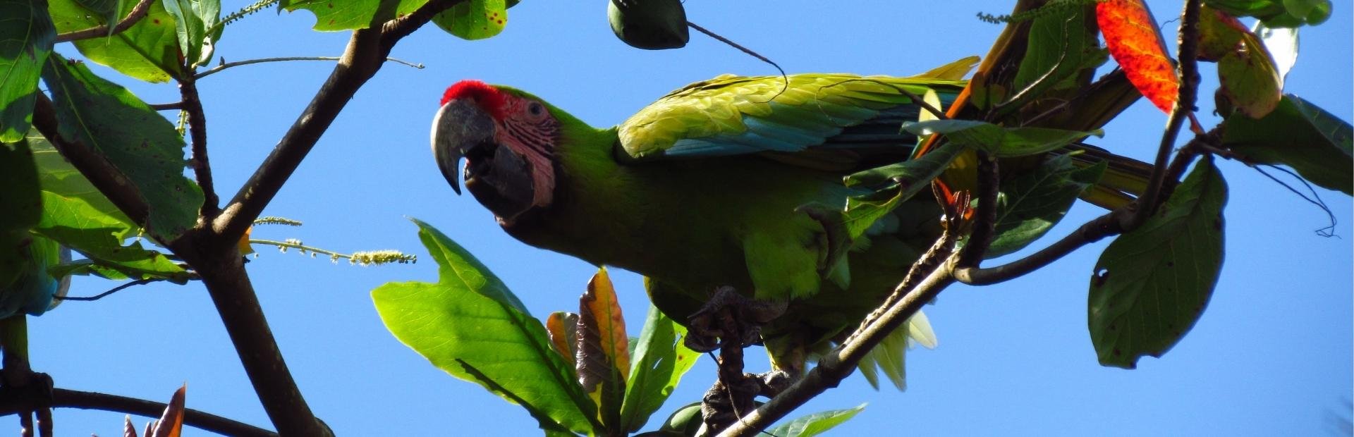 Papagei in Costa Rica