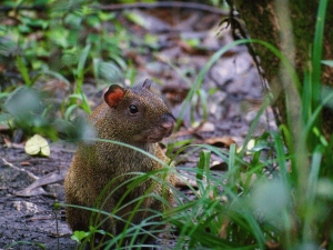 Agouti sitzt am Dschungelboden in Costa Rica