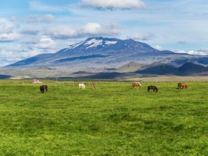 Islandpferde grasen auf einer grünen Wiese mit Bergen und schneebedeckten Gipfeln im Hintergrund in Island