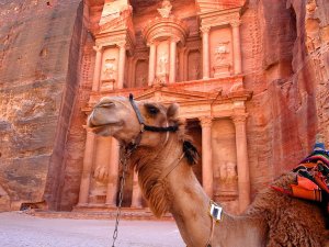 Ein Kamel an der Felsenstadt Petra in Jordanien