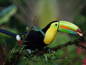Tukan mit buntem Schnabel in Costa Rica