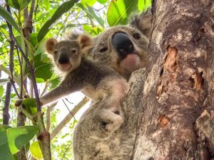 Koala in Australien