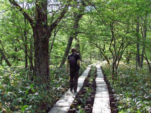 Holzwanderweg in den Kamikochi Bergen